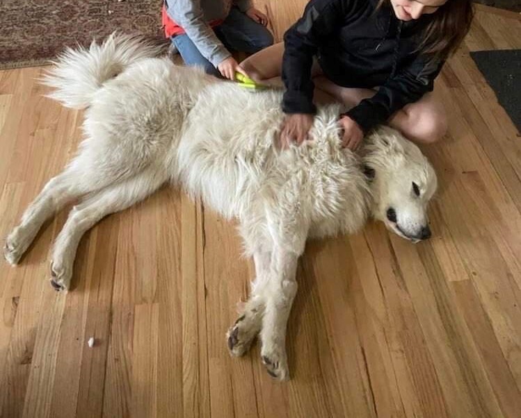 Mishka, a Adopted Great Pyrenees in Talent, OR image 4/9