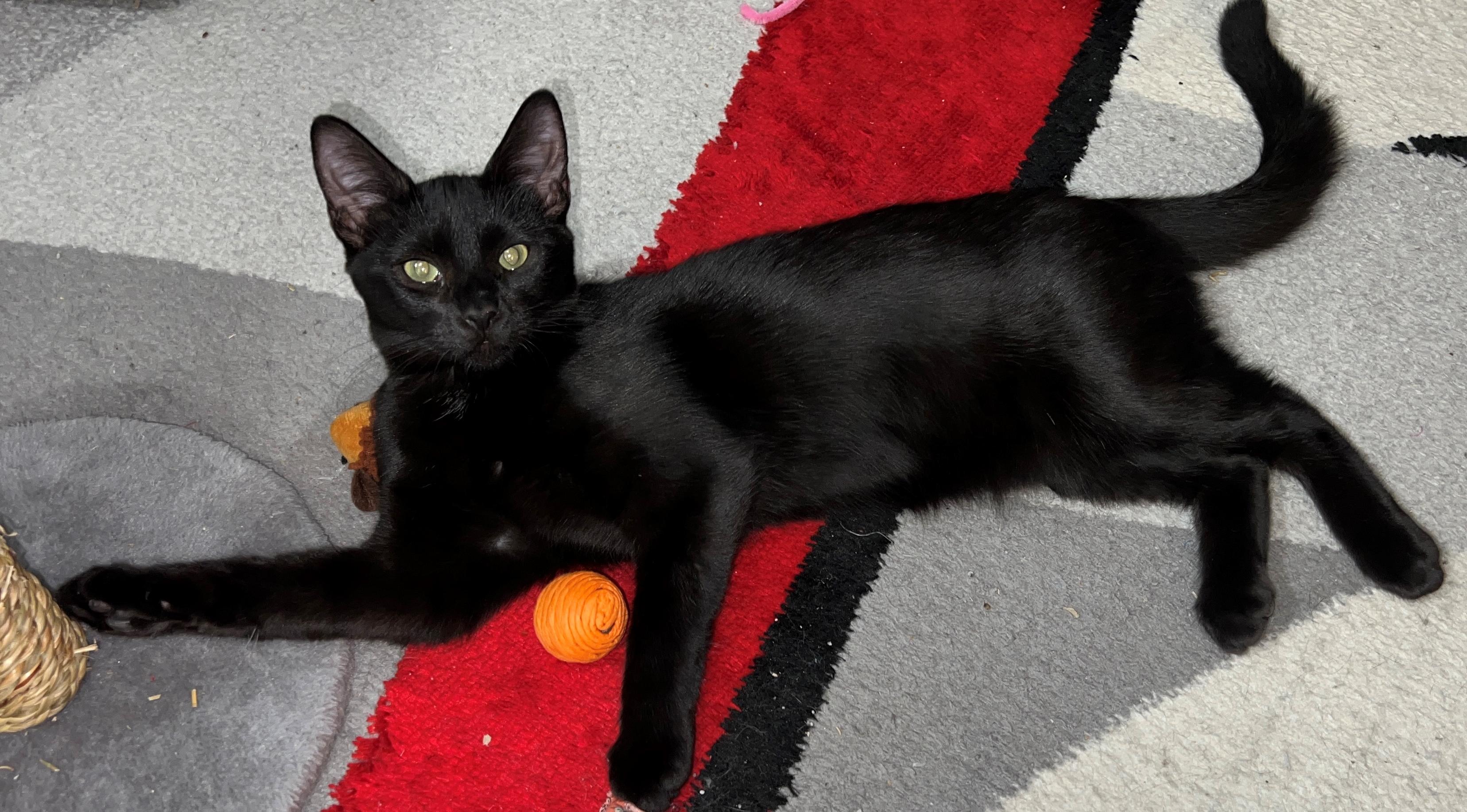 Pearl, Adoptable, Kitten Female Domestic Short Hair.