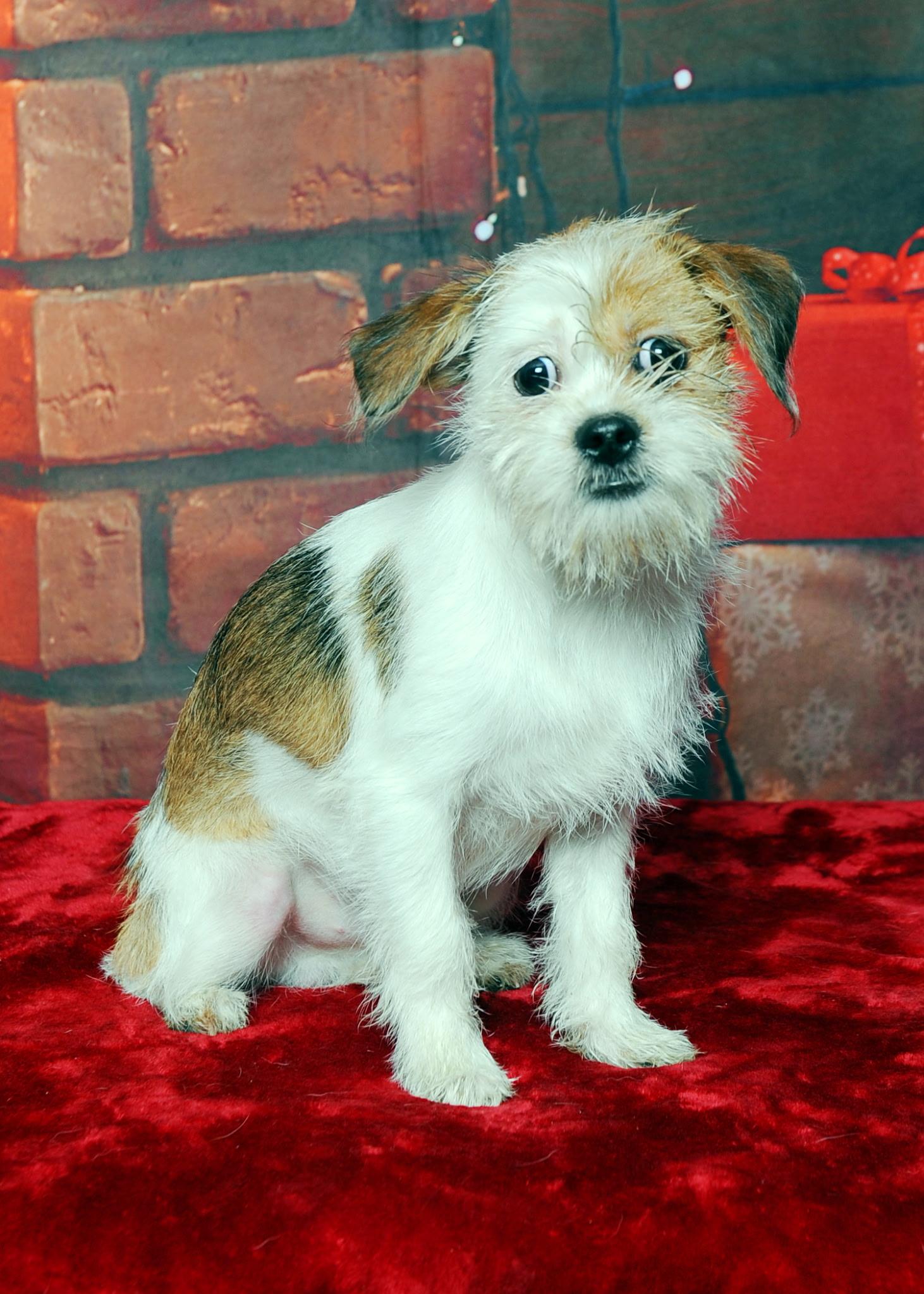 Enlarge Frappe, a ADOPTABLE mixed breed in Inverness, FL image 1/2