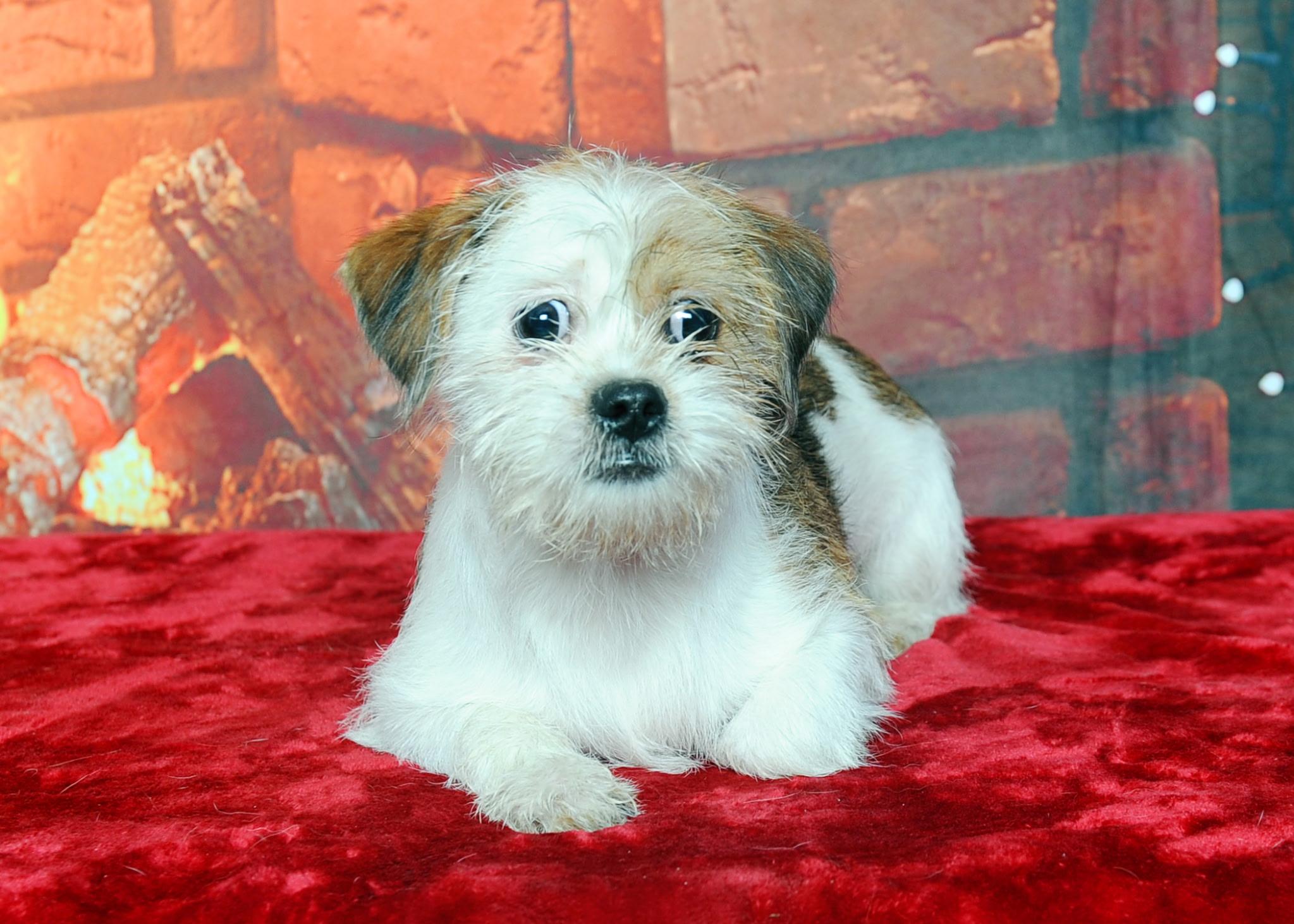 Enlarge Frappe, a ADOPTABLE mixed breed in Inverness, FL image 2/2