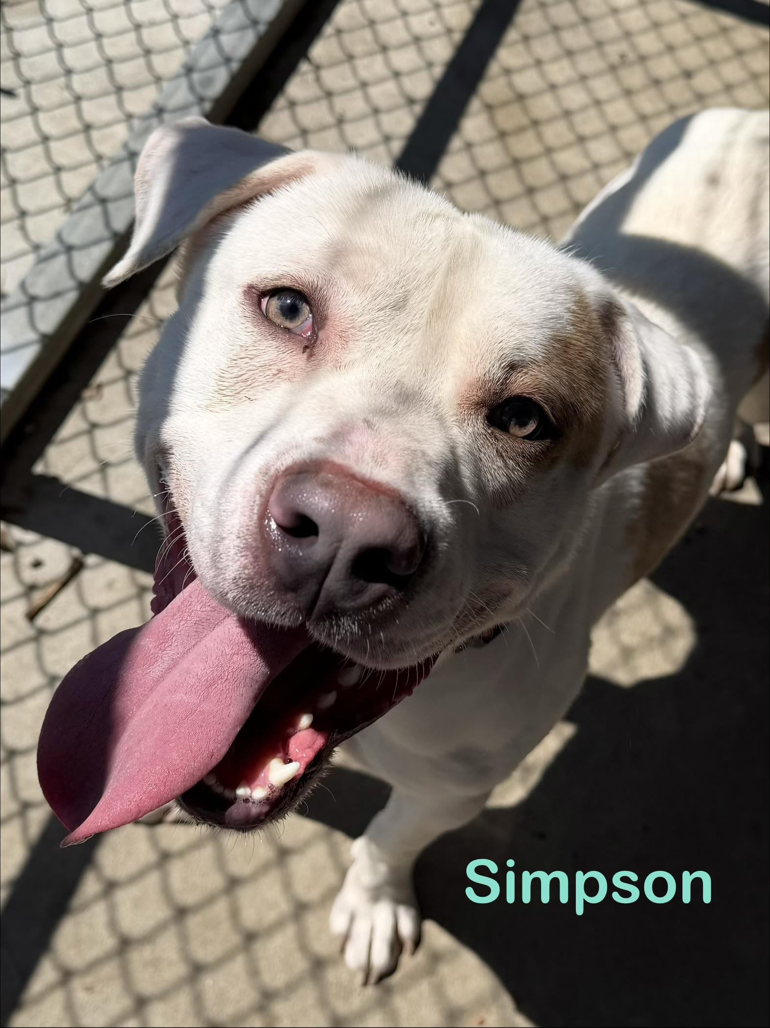 Simpson AVAILABLE , ADOPTABLE, Young Male Retriever.