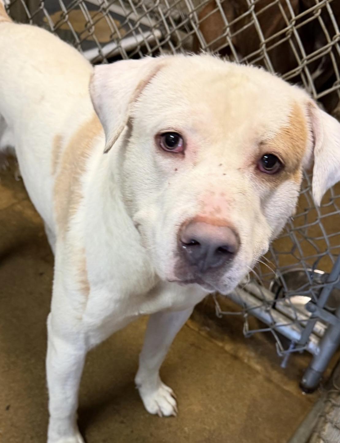 Enlarge Simpson AVAILABLE , a ADOPTABLE Retriever in Canton, OH image 2/2