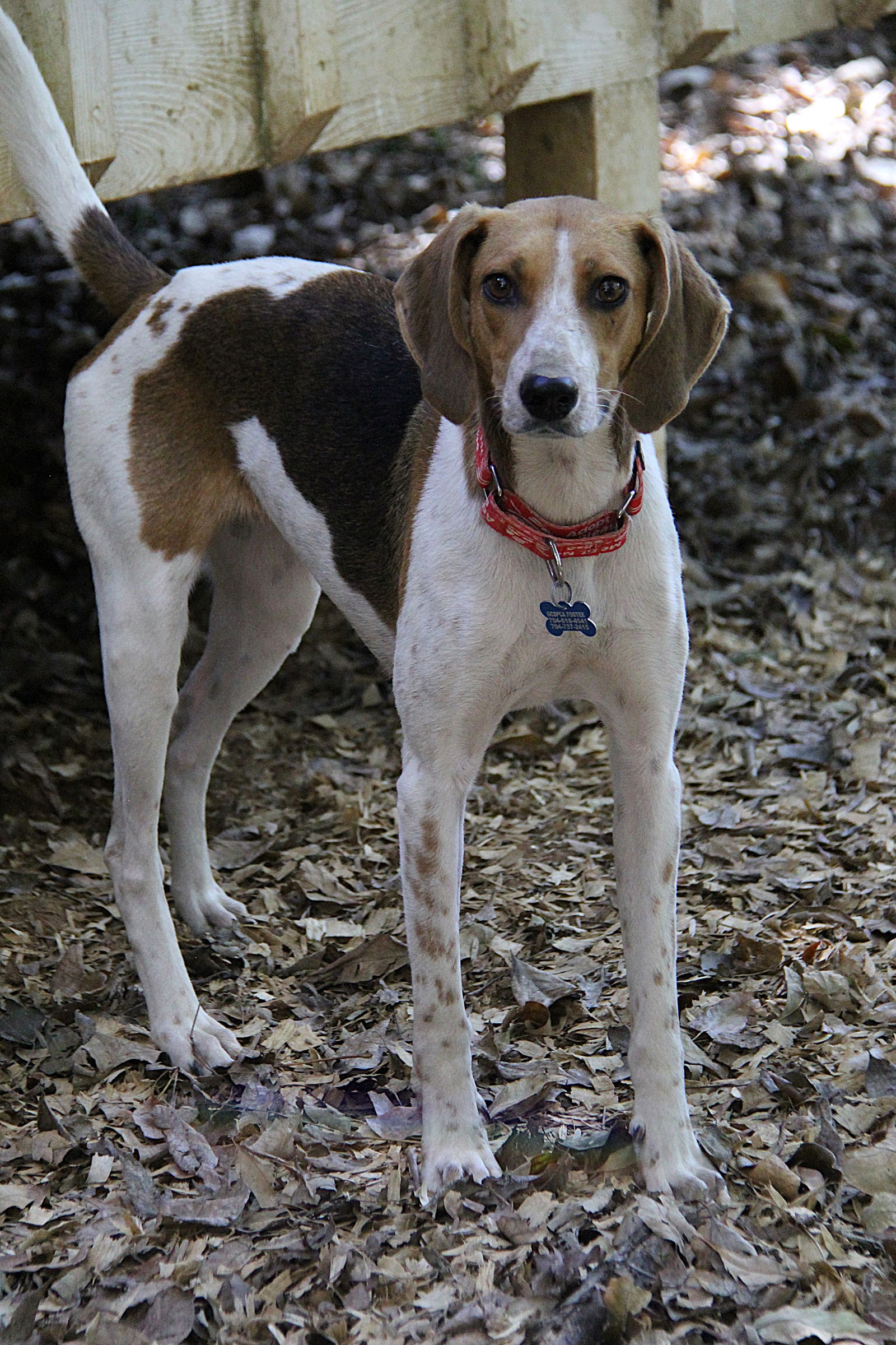Dog for adoption Morticia, a Foxhound Mix in Charlotte, NC Petfinder