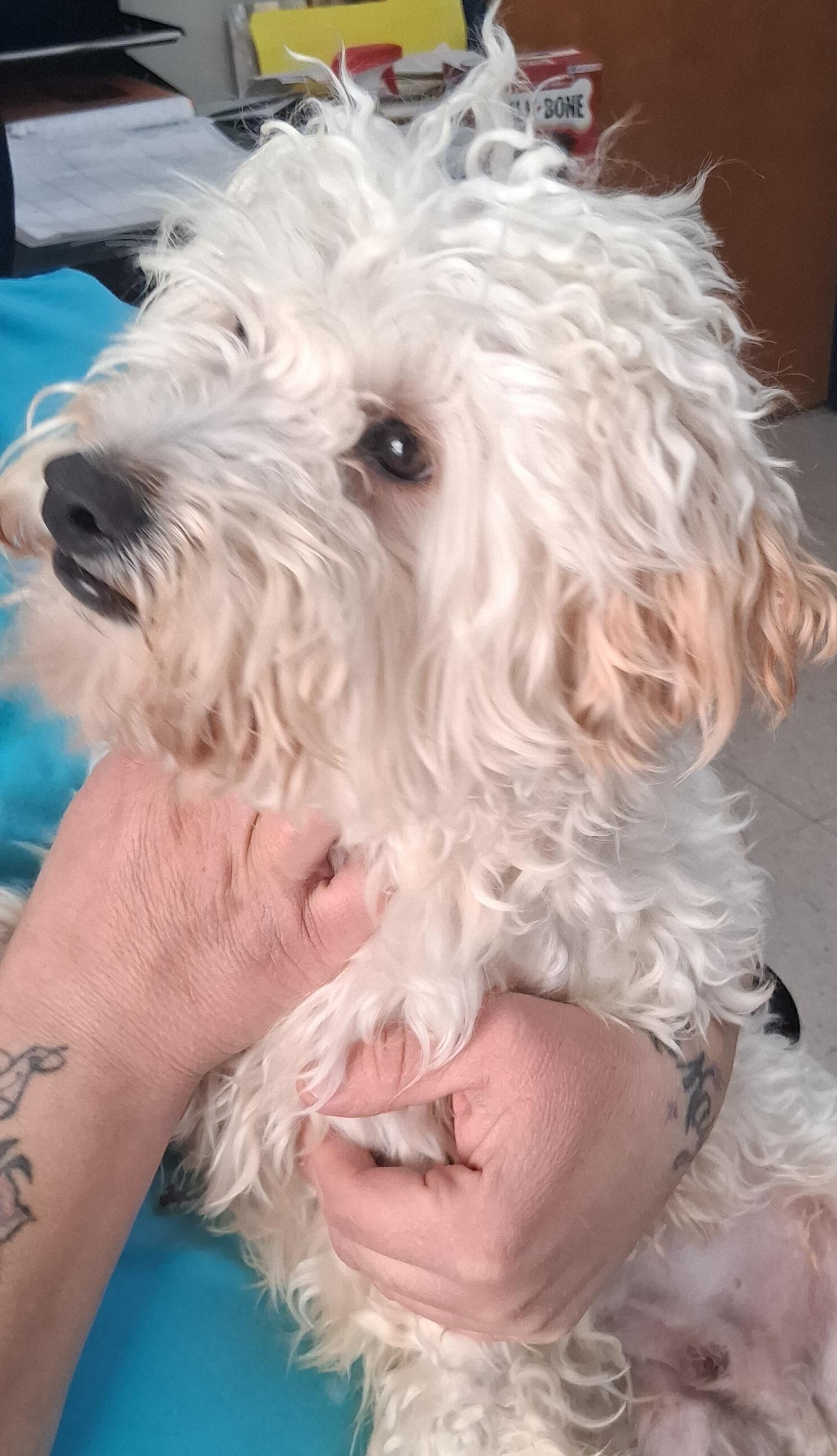 Cash, a Adoptable mixed breed in Onley, VA image 5/5