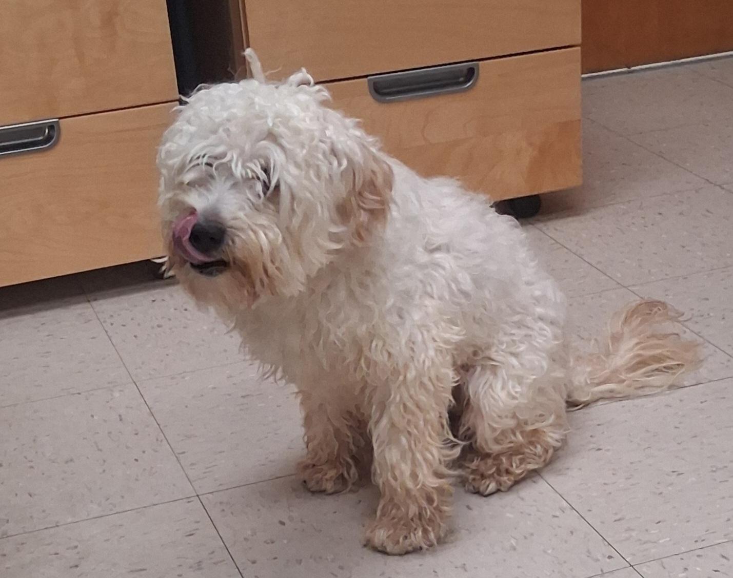 Cash, a Adoptable mixed breed in Onley, VA image 2/5