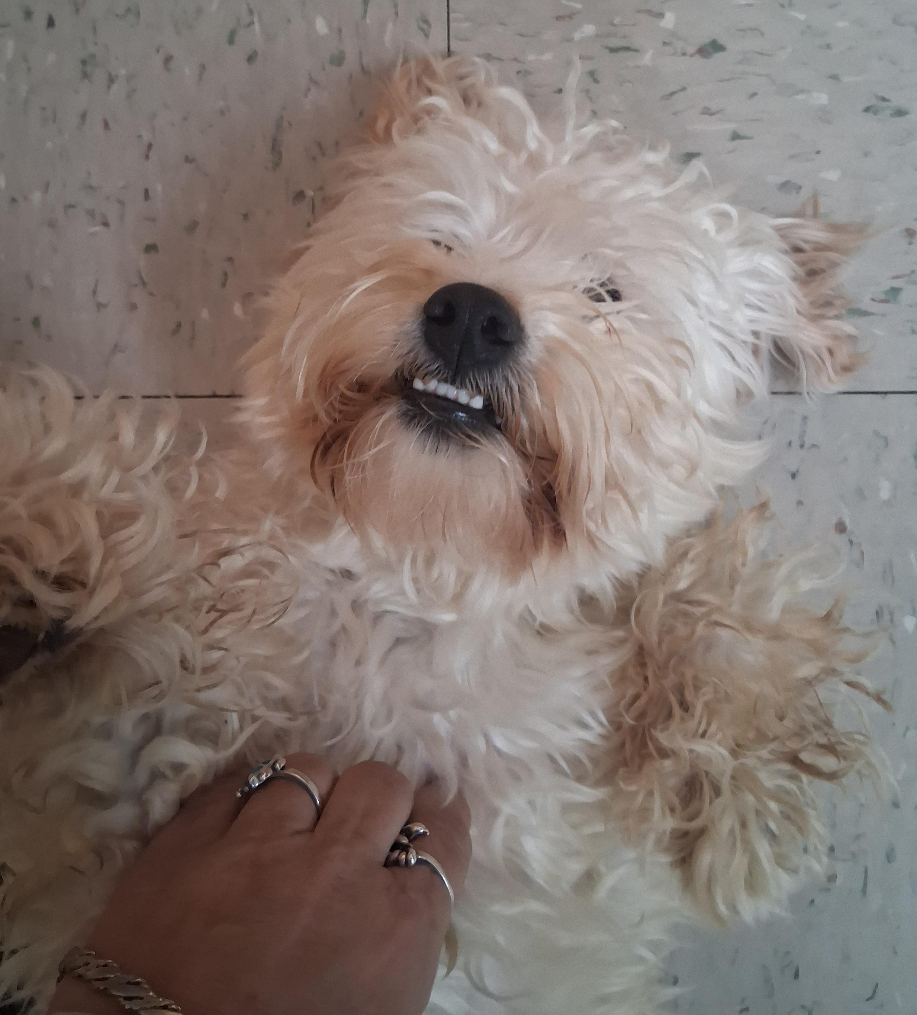 Cash, a Adoptable mixed breed in Onley, VA image 3/5