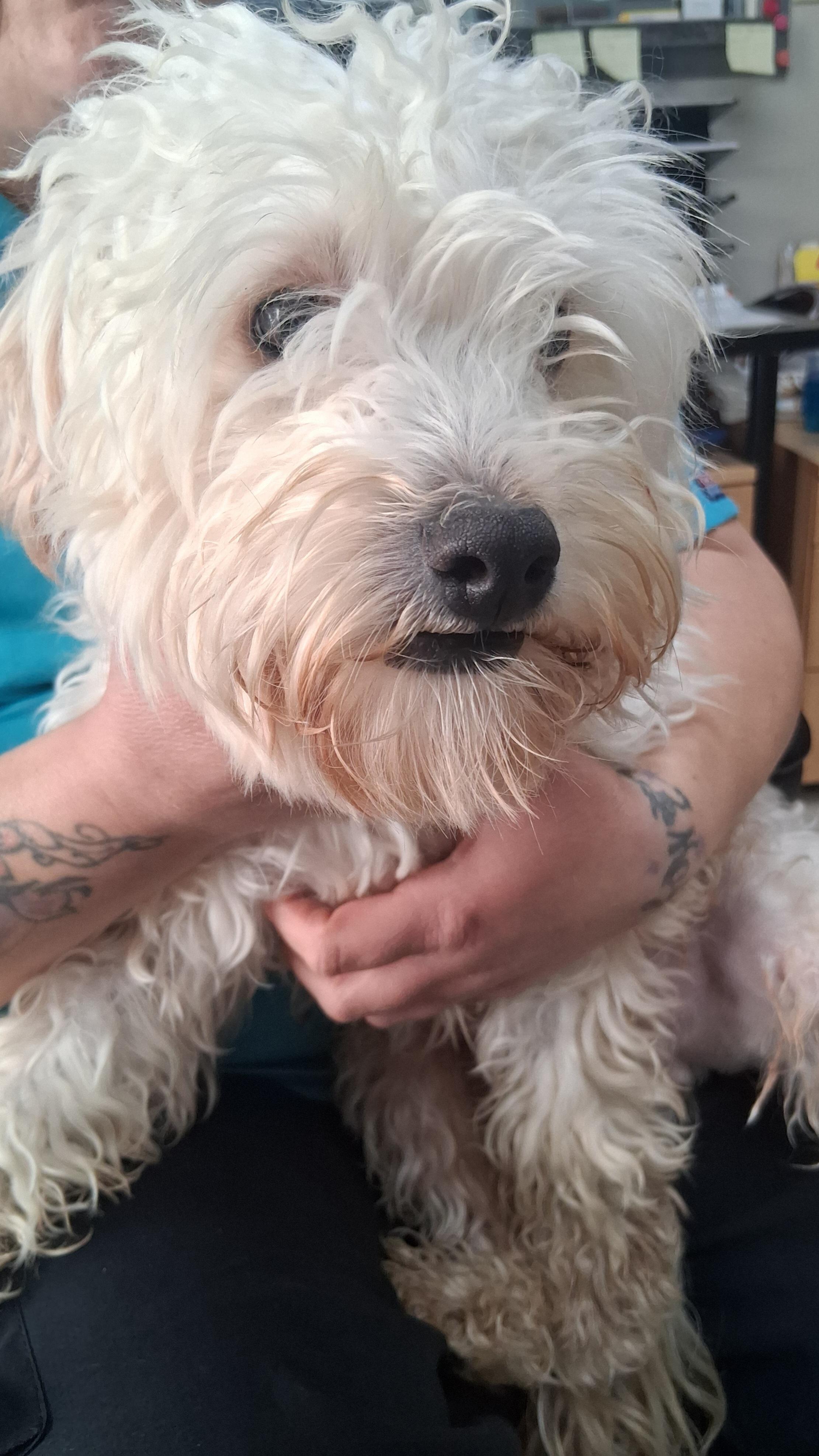 Cash, a Adoptable mixed breed in Onley, VA image 4/5