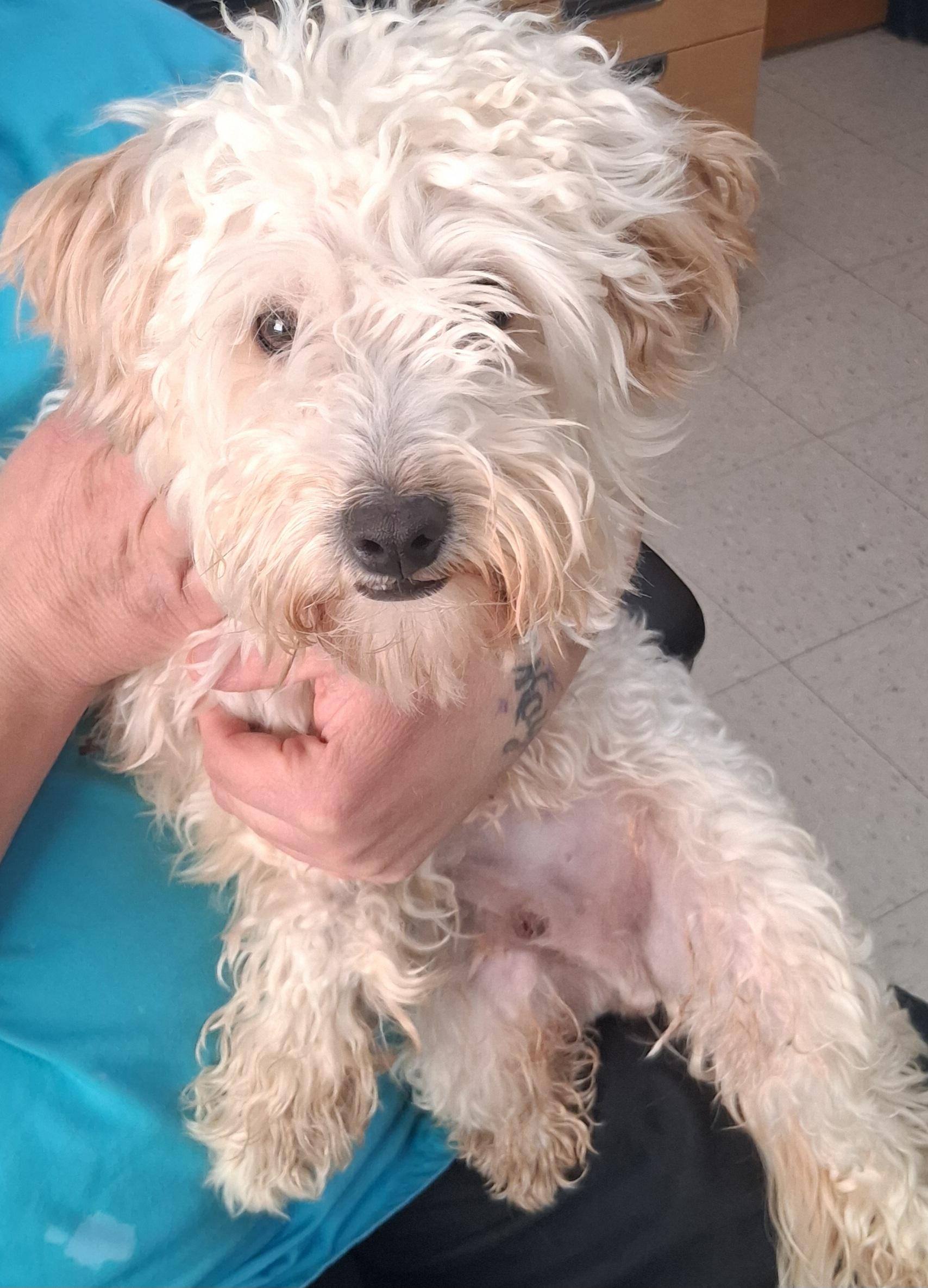 Cash, Adoptable, Young Male Poodle & Jack Russell Terrier.