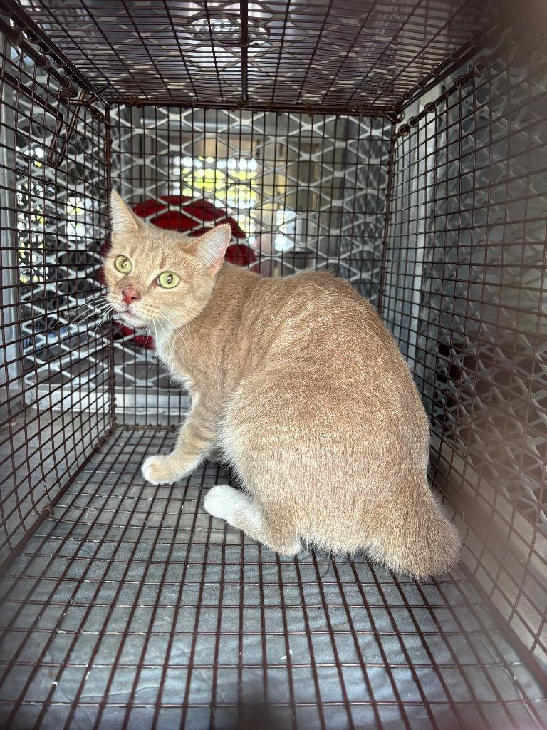Briske, Adoptable, Young Male Domestic Short Hair.