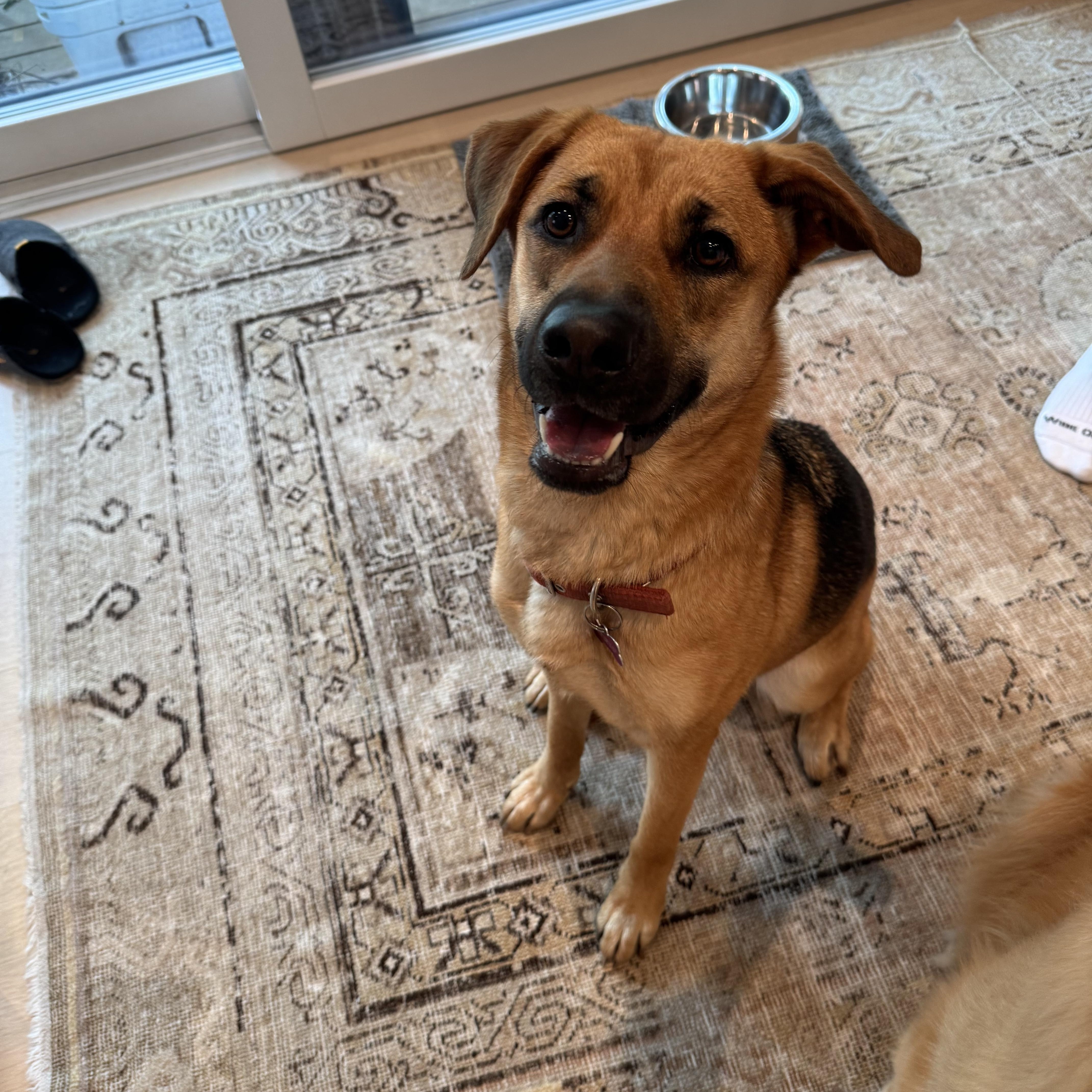 Renee, a Adoptable mixed breed in Weston, MA image 3/6