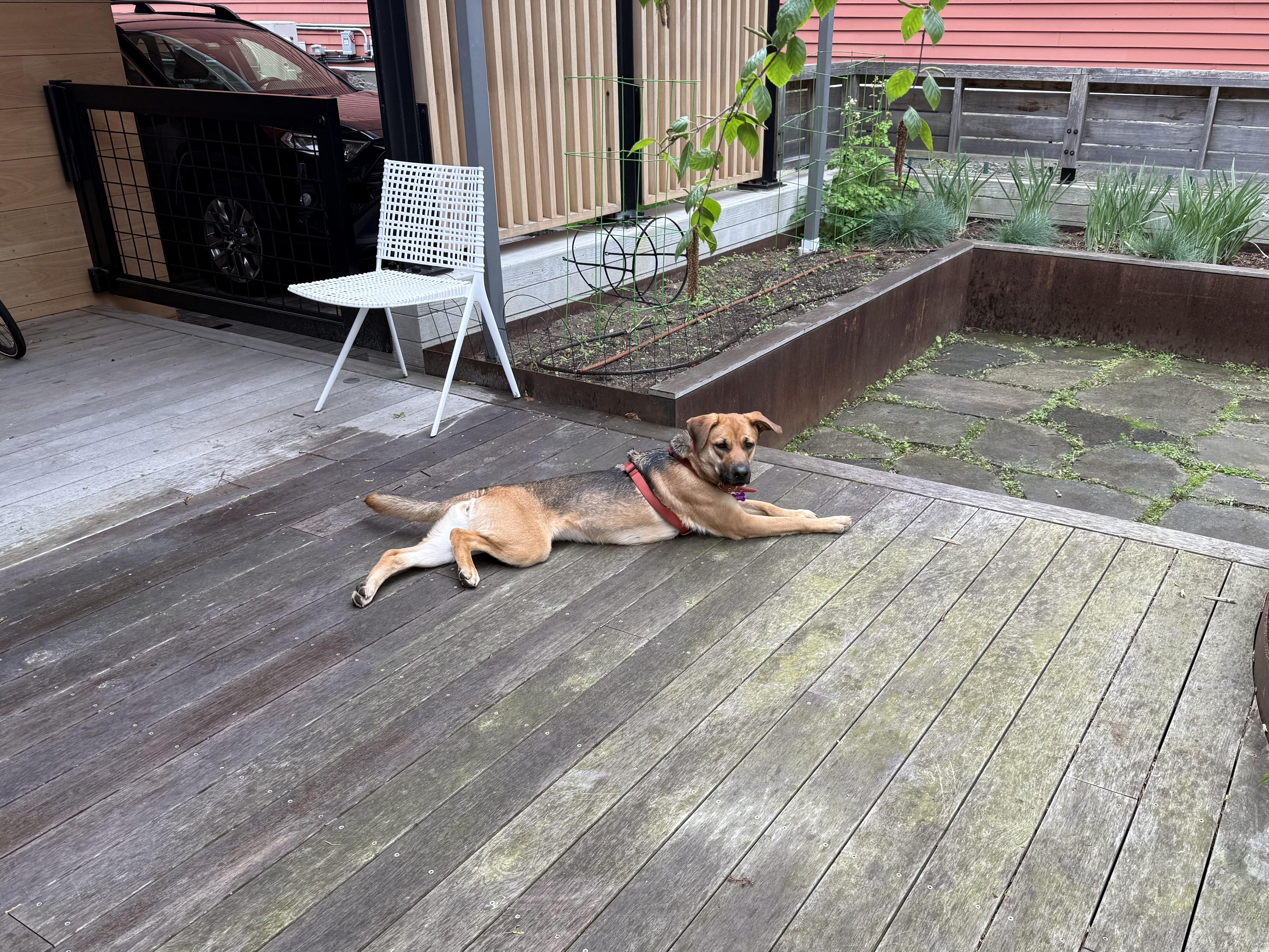 Renee, a Adoptable mixed breed in Weston, MA image 6/6