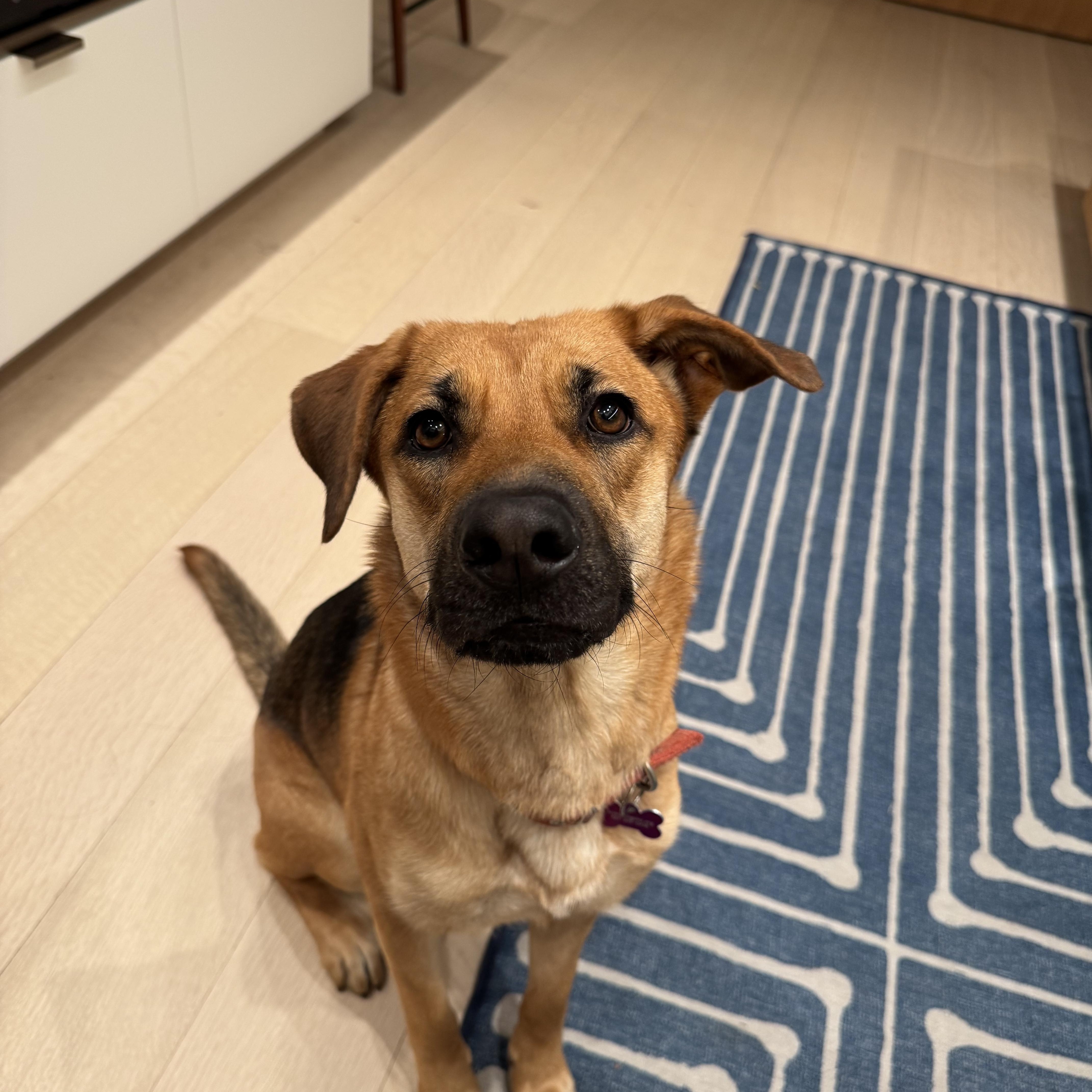 Renee, Adoptable, Young Female Shepherd.