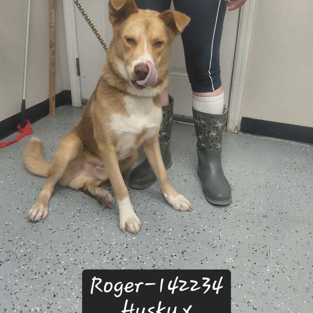 Enlarge Roger, a Adoptable mixed breed in New Tazewell, TN image 1/1