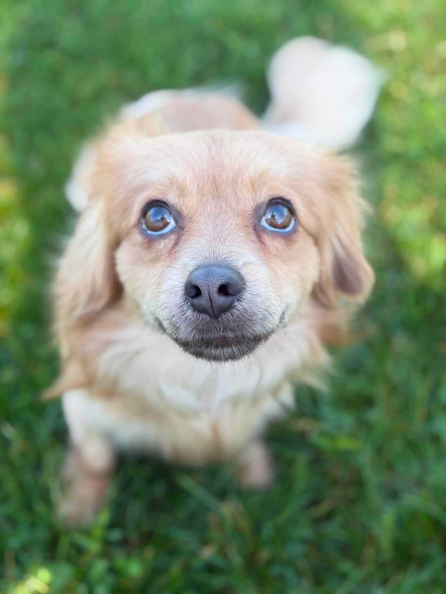 Stitch, a Adopted Chihuahua in Fort Wayne, IN image 1/3