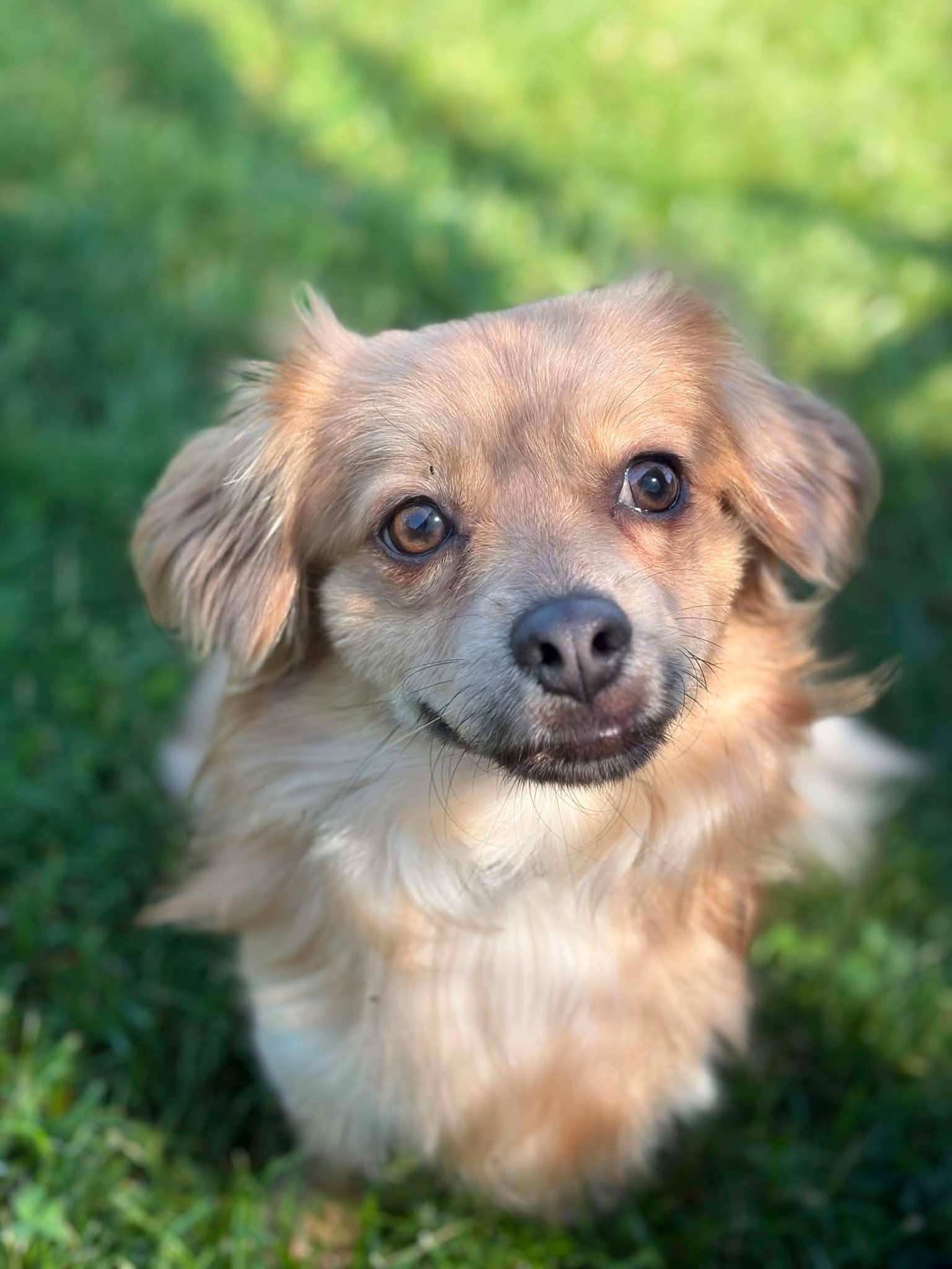 Stitch, a Adopted Chihuahua in Fort Wayne, IN image 2/3