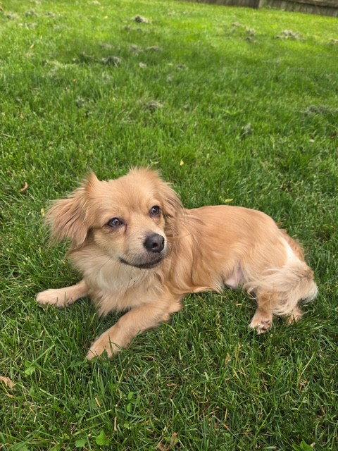 Stitch, a Adopted Chihuahua in Fort Wayne, IN image 3/3