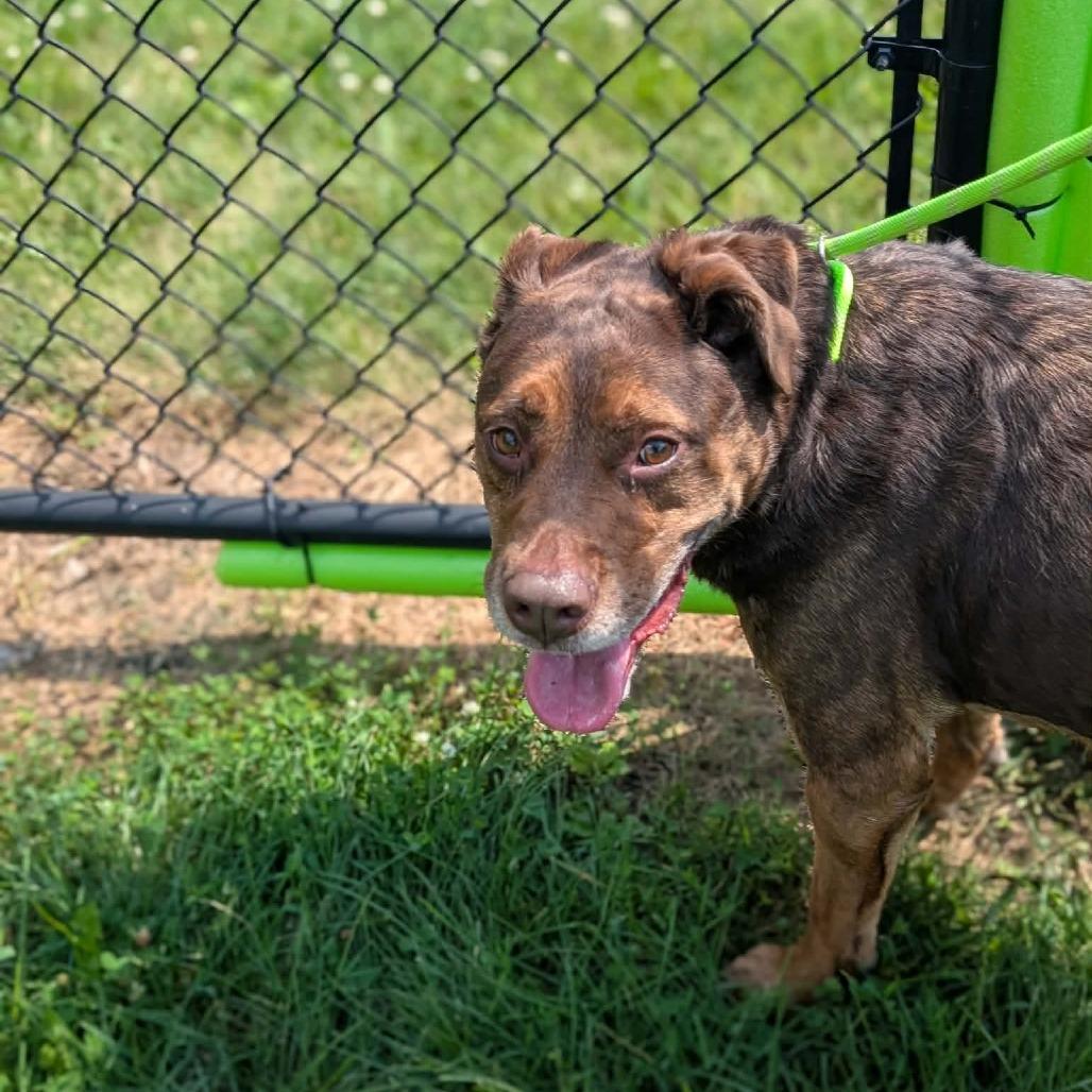Enlarge Jubilee Kilo, a Adoptable mixed breed in Cedar Rapids, IA image 1/2