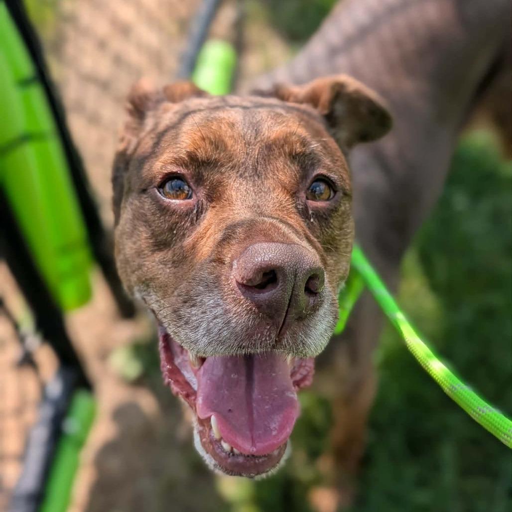 Enlarge Jubilee Kilo, a Adoptable mixed breed in Cedar Rapids, IA image 2/2