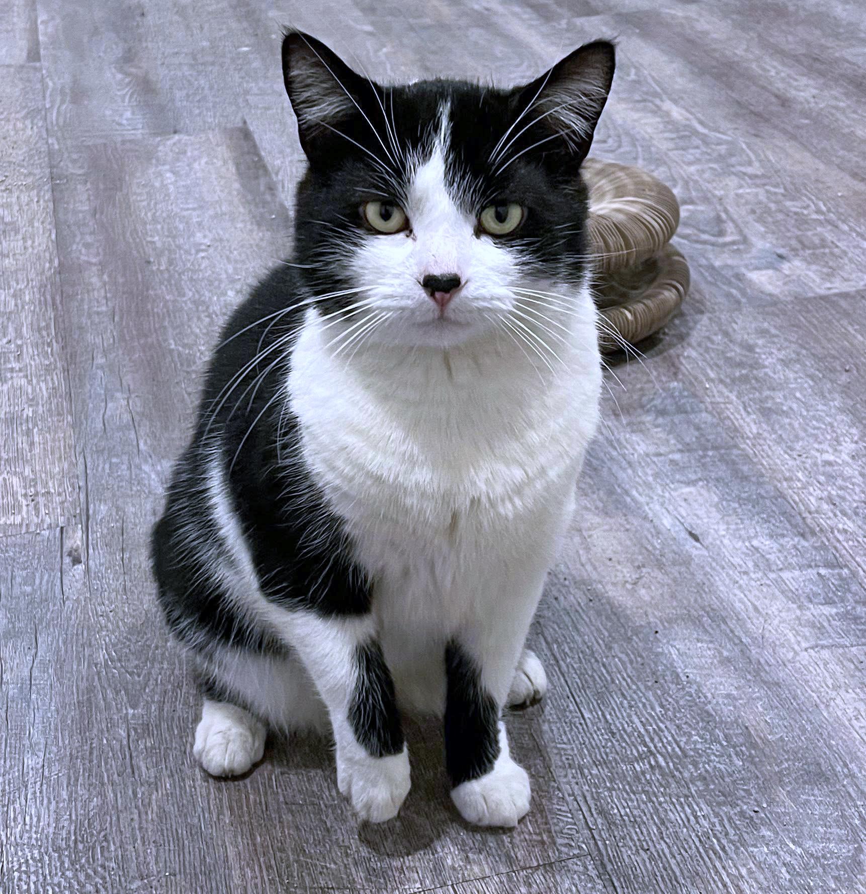 Enlarge Hotdog, an adopted Domestic Short Hair in Morgantown, WV image 1/3