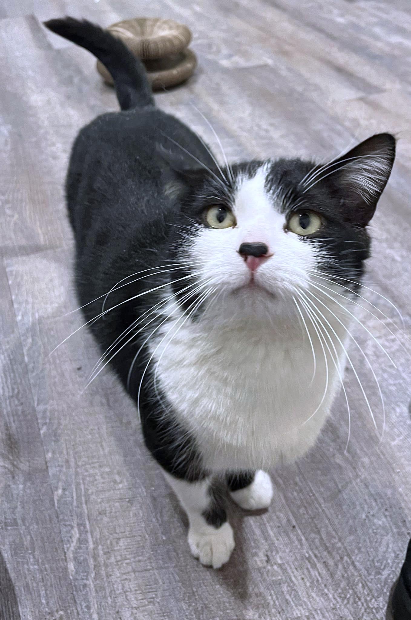 Enlarge Hotdog, an adopted Domestic Short Hair in Morgantown, WV image 2/3