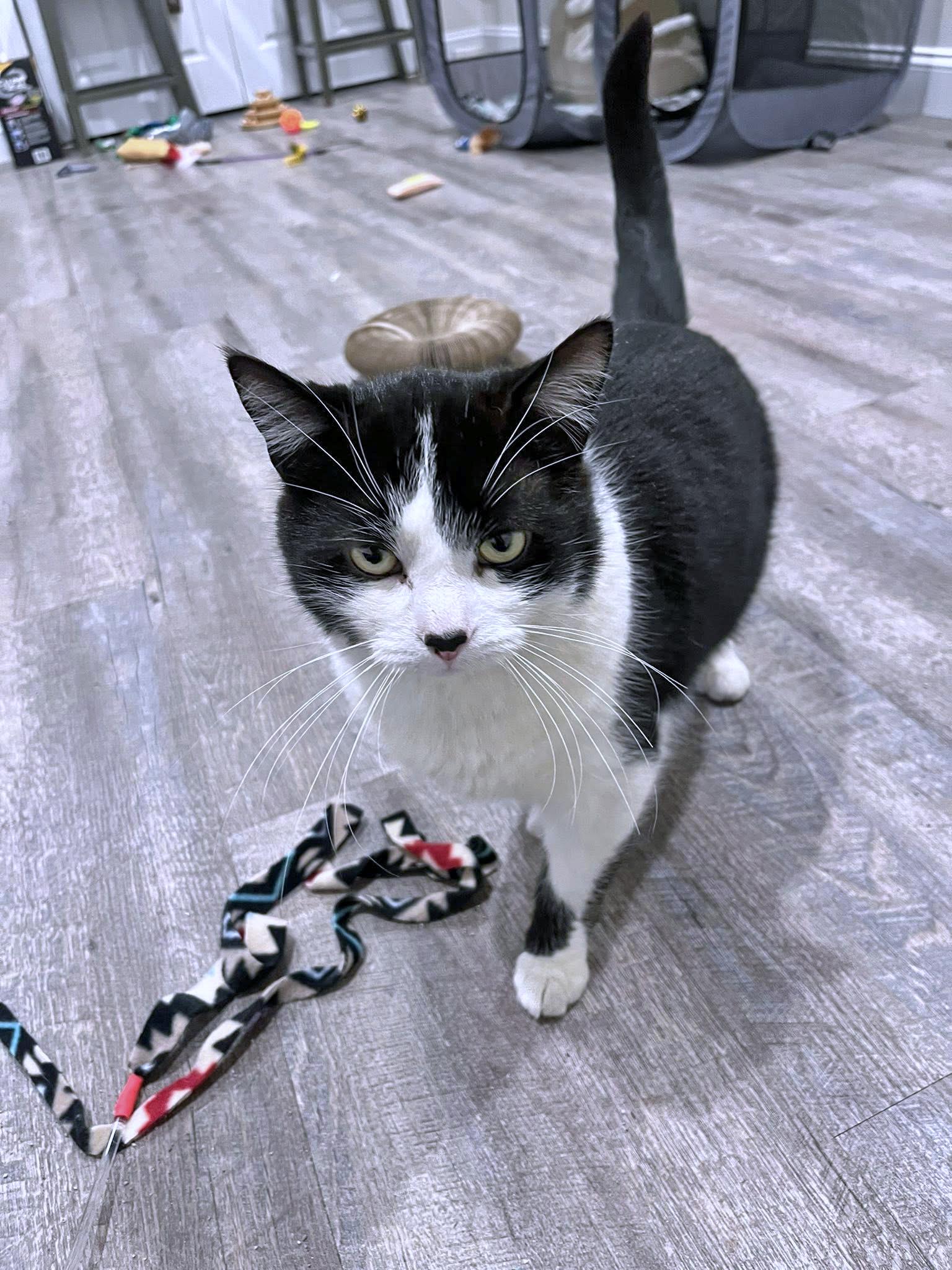 Enlarge Hotdog, an adopted Domestic Short Hair in Morgantown, WV image 3/3