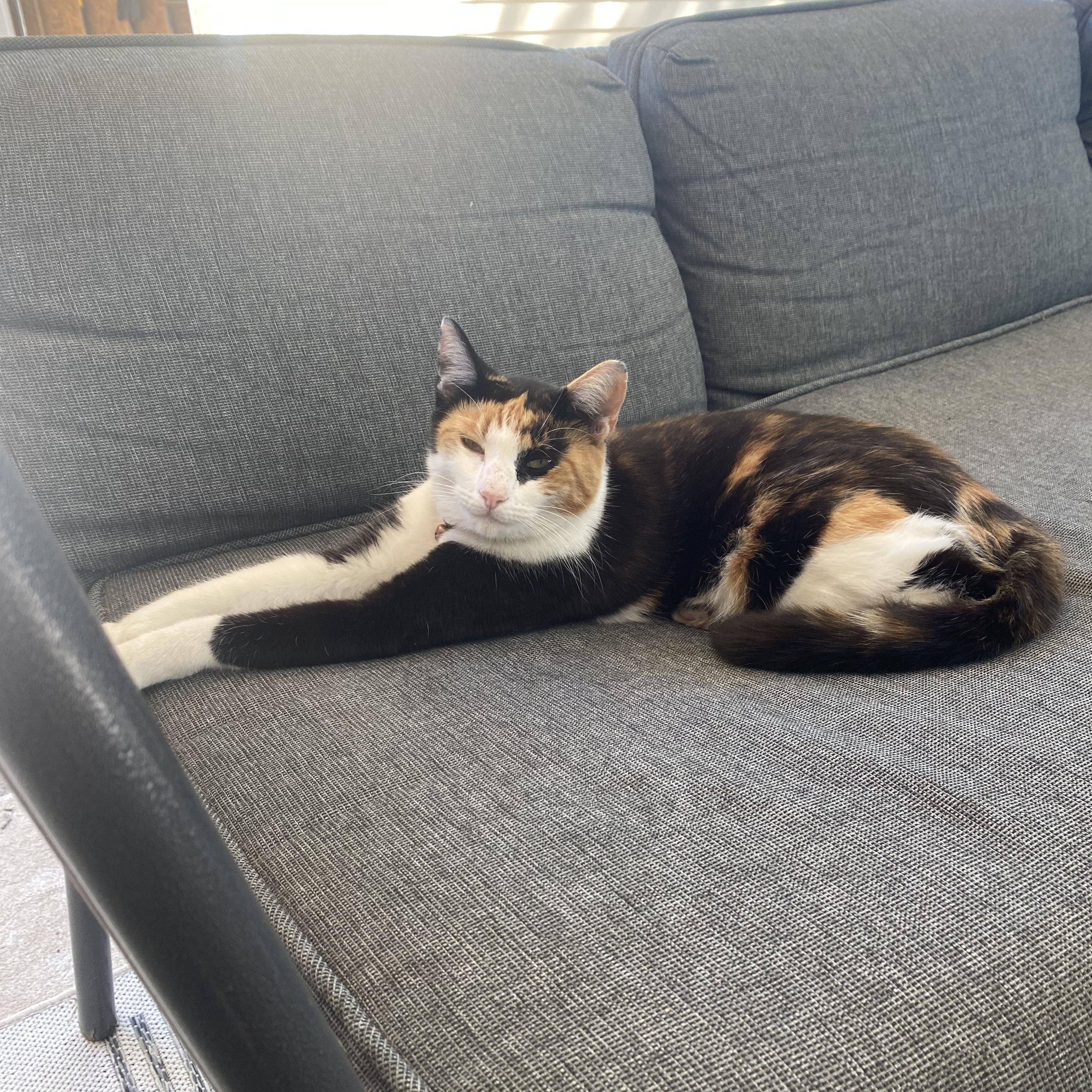 Enlarge Linda II, a Adoptable Domestic Short Hair in Syracuse, NY image 4/6