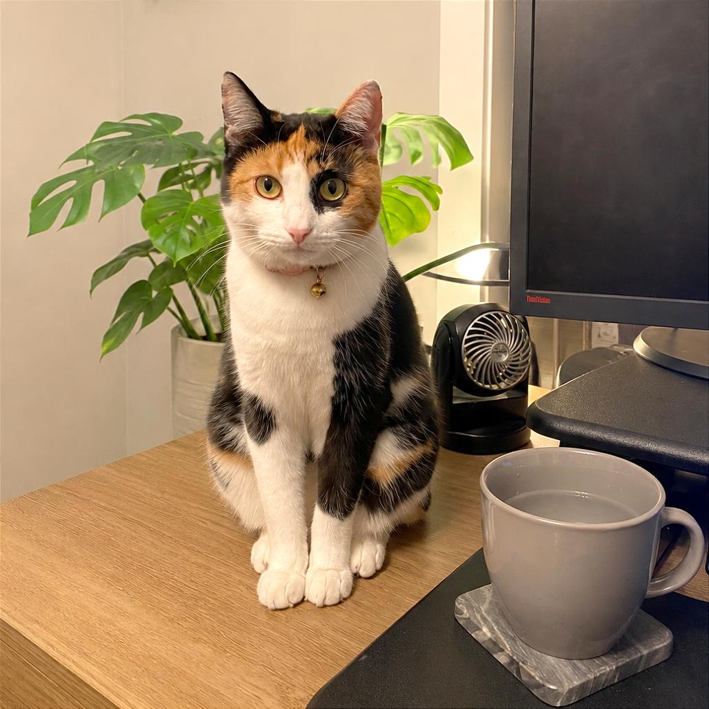 Enlarge Linda II, a Adoptable Domestic Short Hair in Syracuse, NY image 1/6