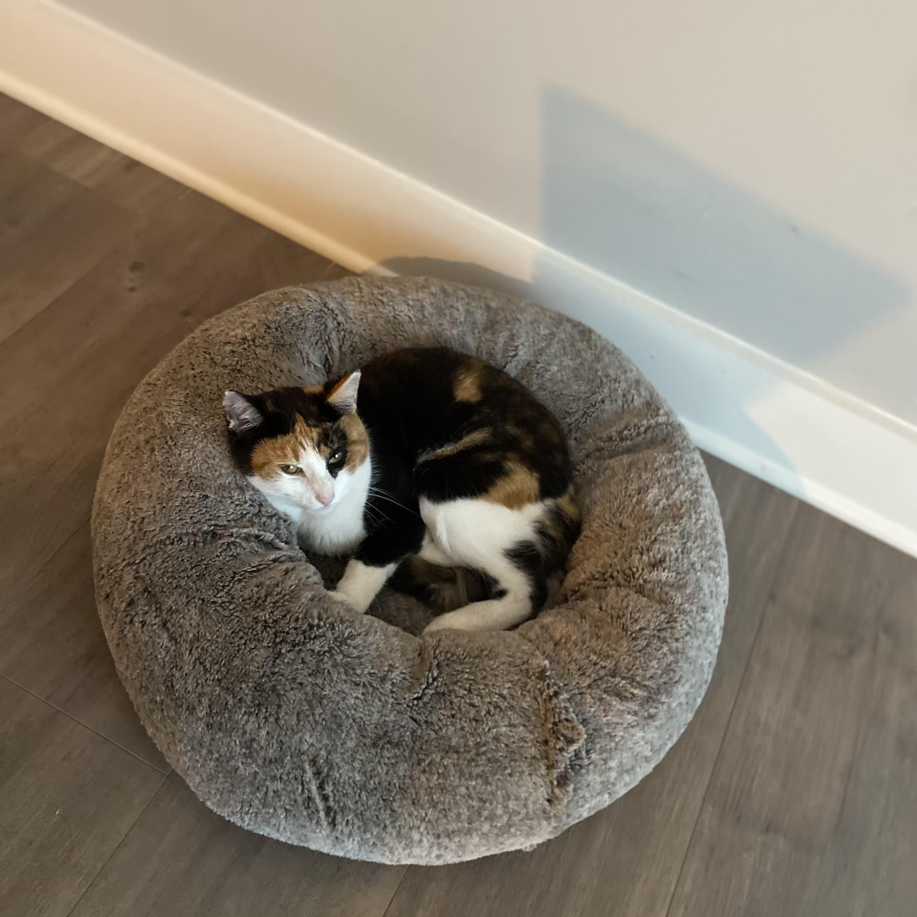 Enlarge Linda II, a Adoptable Domestic Short Hair in Syracuse, NY image 5/6