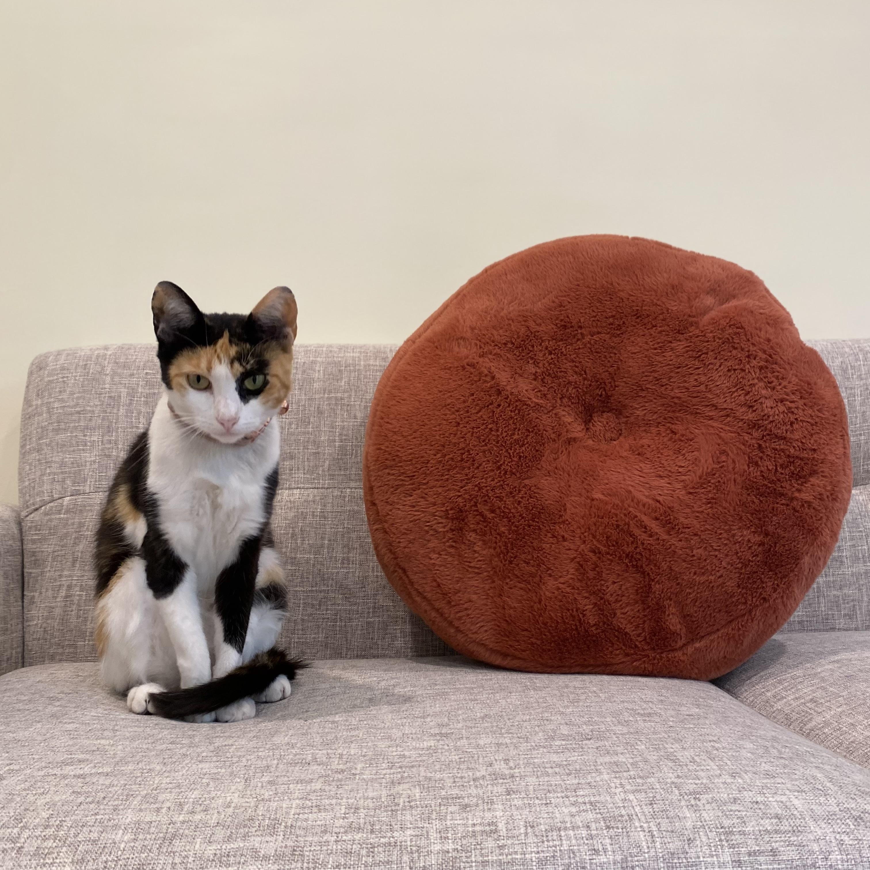 Enlarge Linda II, a Adoptable Domestic Short Hair in Syracuse, NY image 3/6