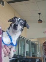 Tucker, ADOPTABLE, Young Male Chihuahua.