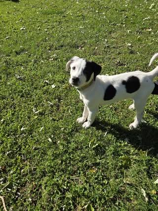 Enlarge Briar, a Adopted Mixed Breed in Watertown, WI image 5/6
