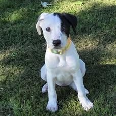 Enlarge Briar, a Adopted Mixed Breed in Watertown, WI image 1/6