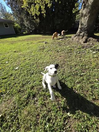 Enlarge Briar, a Adopted Mixed Breed in Watertown, WI image 4/6