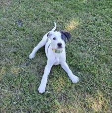 Enlarge Briar, a Adopted Mixed Breed in Watertown, WI image 2/6