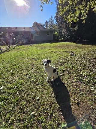 Enlarge Briar, a Adopted Mixed Breed in Watertown, WI image 6/6