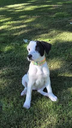 Enlarge Briar, a Adopted Mixed Breed in Watertown, WI image 3/6