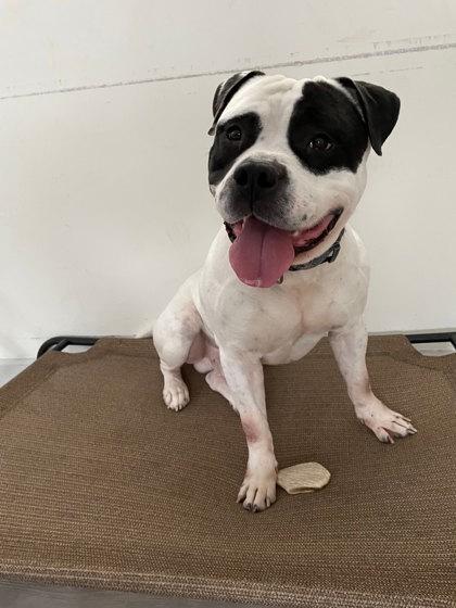 Enlarge Oreo, a Adoptable mixed breed in South Bend, IN image 1/3