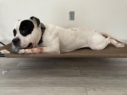 Enlarge Oreo, a Adoptable mixed breed in South Bend, IN image 2/3