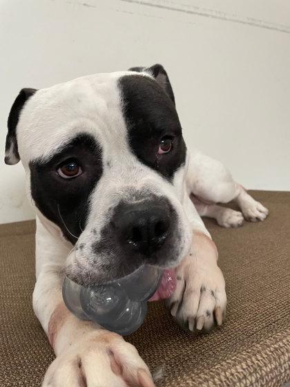 Enlarge Oreo, a Adoptable mixed breed in South Bend, IN image 3/3