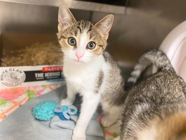 OOPSIE, Adoptable, Kitten Male Domestic Short Hair.