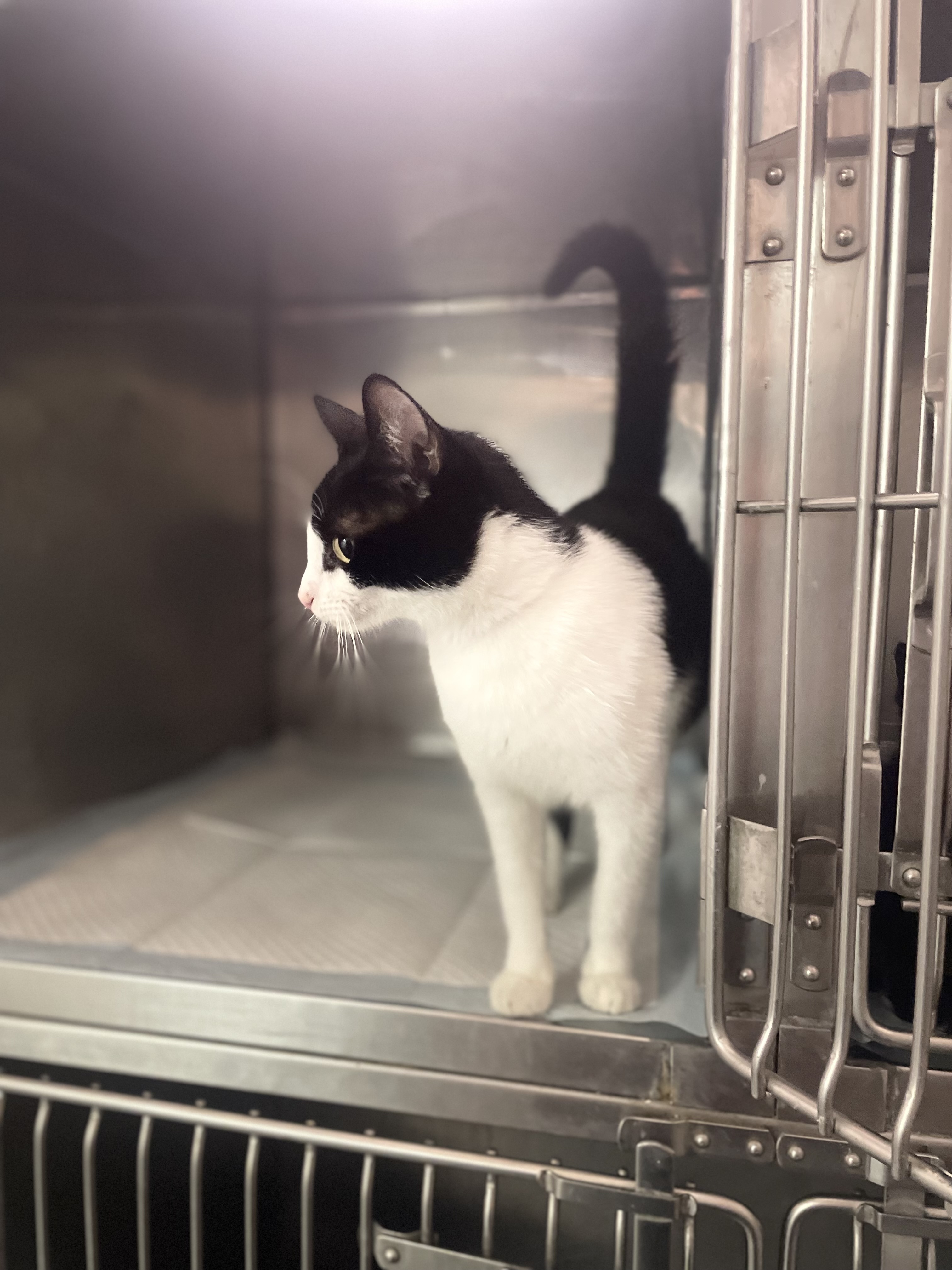 Enlarge Momma Bean, a Adopted Domestic Short Hair in North Haven, CT image 1/6