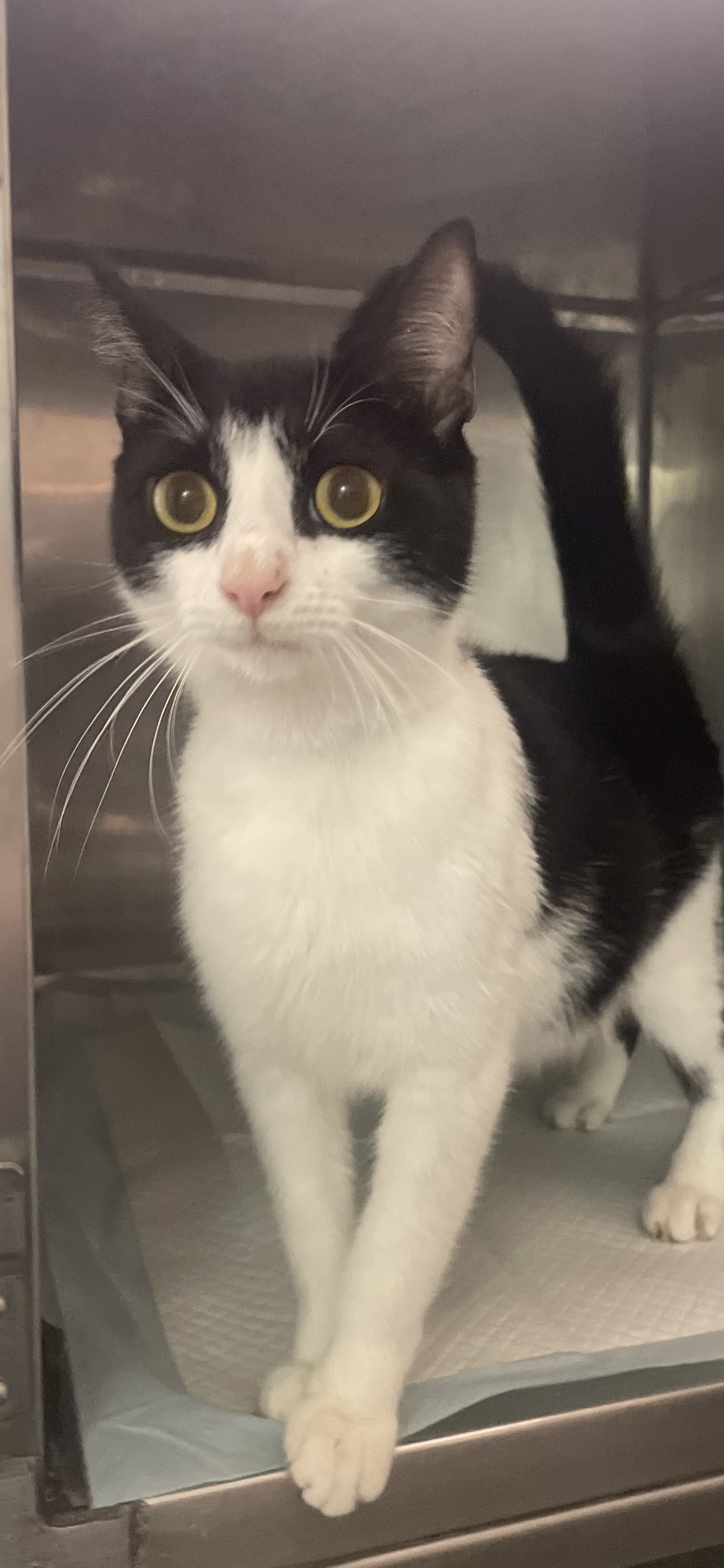 Enlarge Momma Bean, a Adopted Domestic Short Hair in North Haven, CT image 2/6