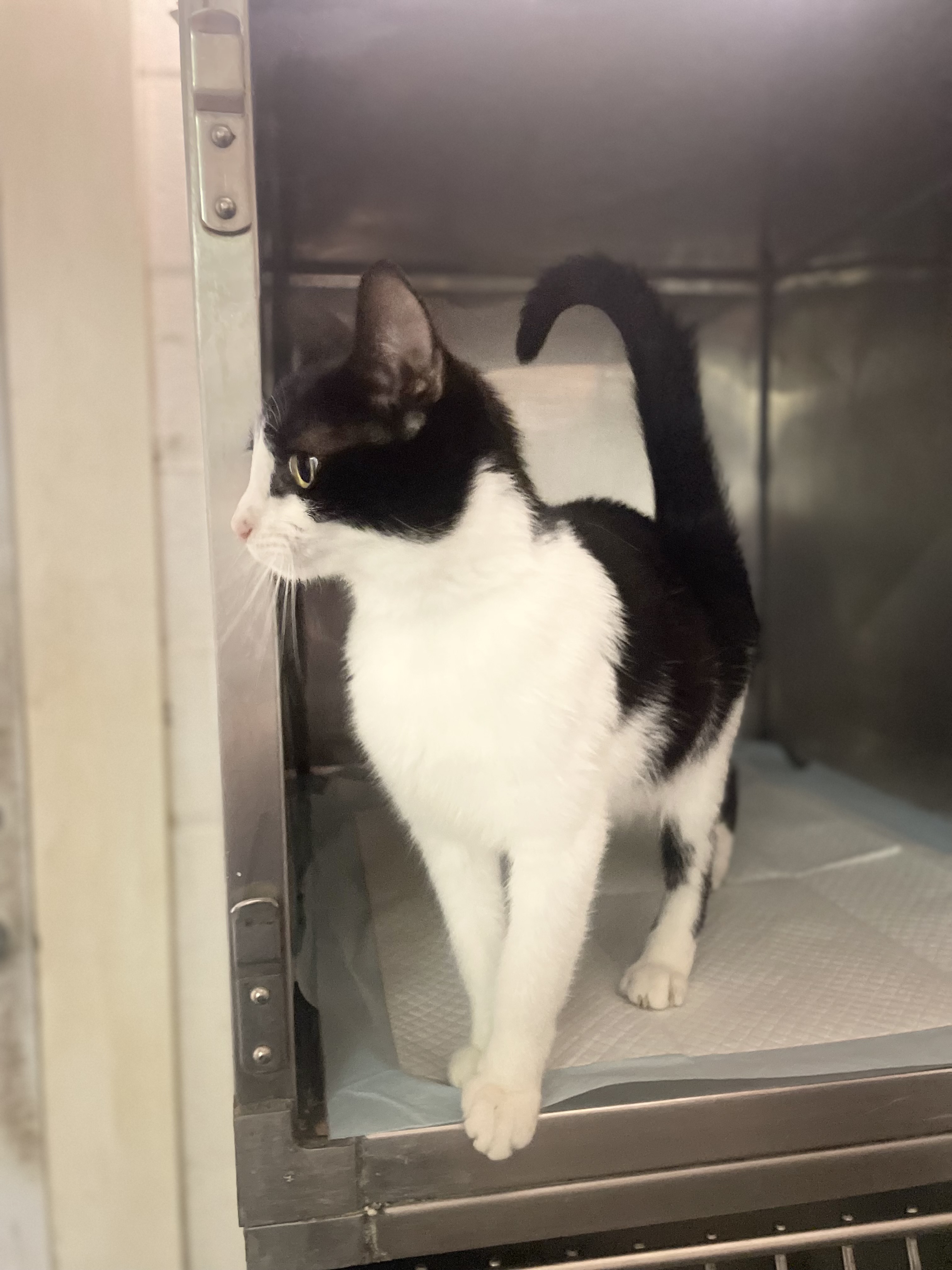 Enlarge Momma Bean, a Adopted Domestic Short Hair in North Haven, CT image 3/6