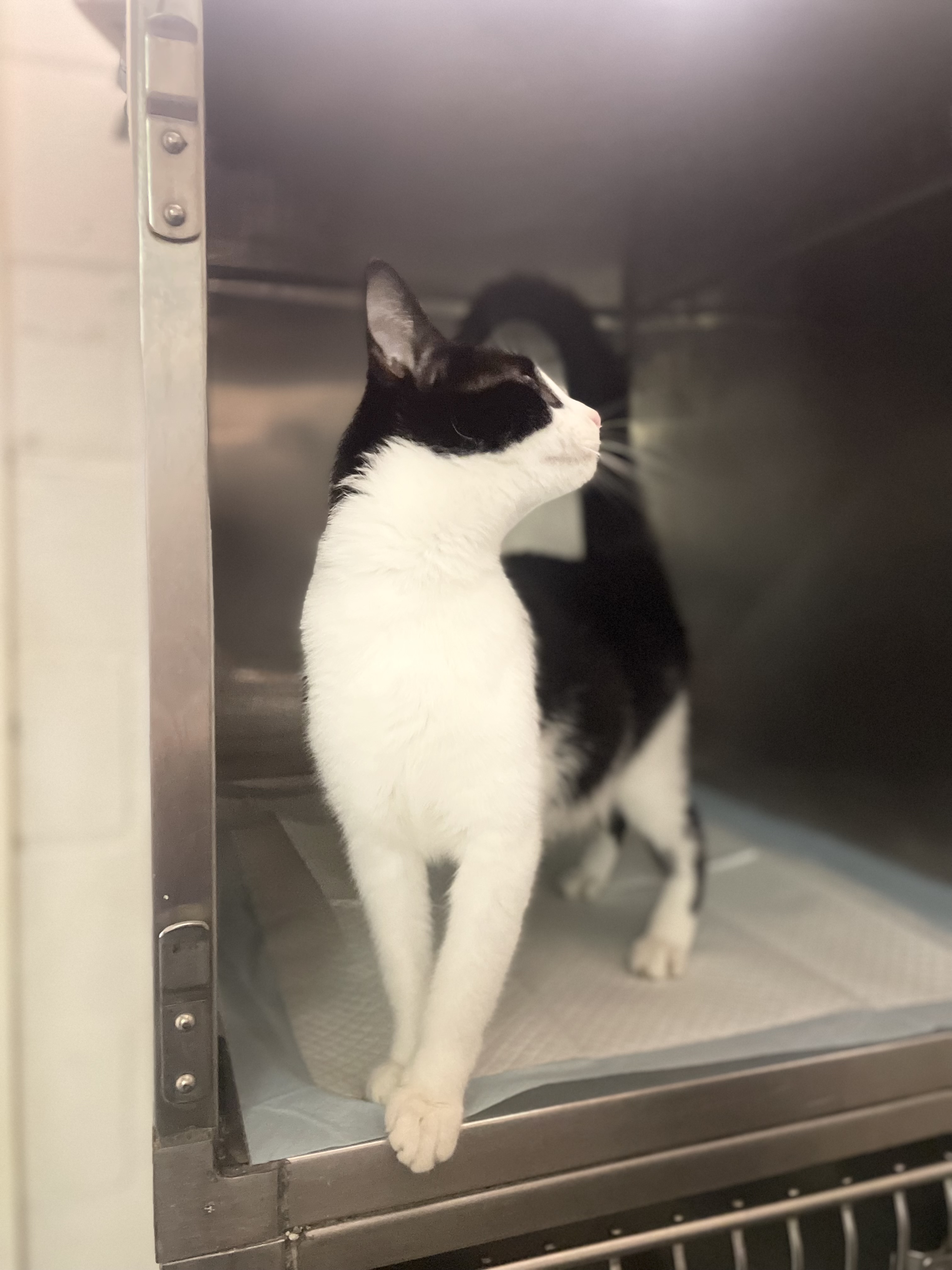 Enlarge Momma Bean, a Adopted Domestic Short Hair in North Haven, CT image 5/6