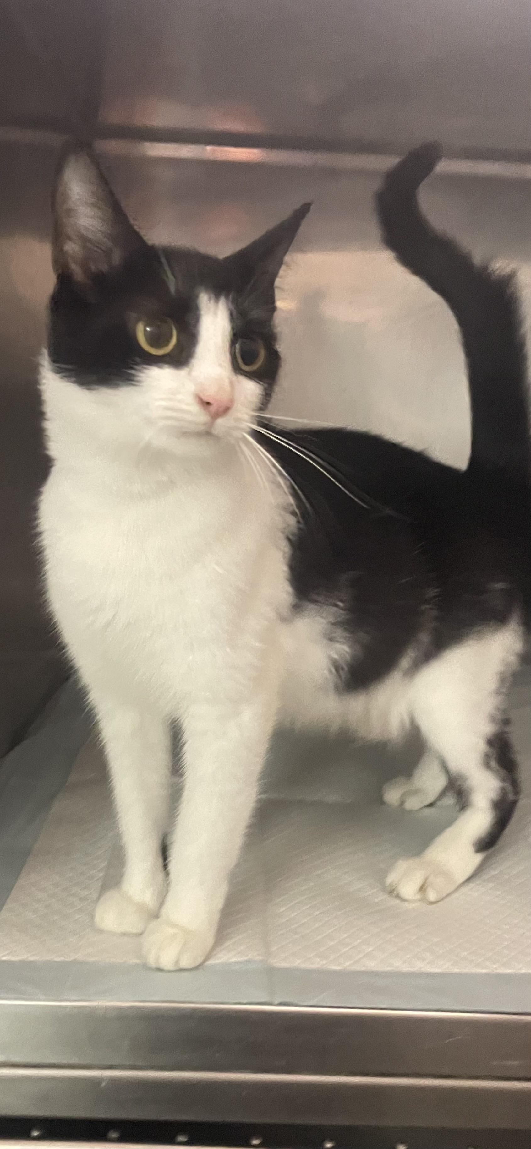 Enlarge Momma Bean, a Adopted Domestic Short Hair in North Haven, CT image 6/6