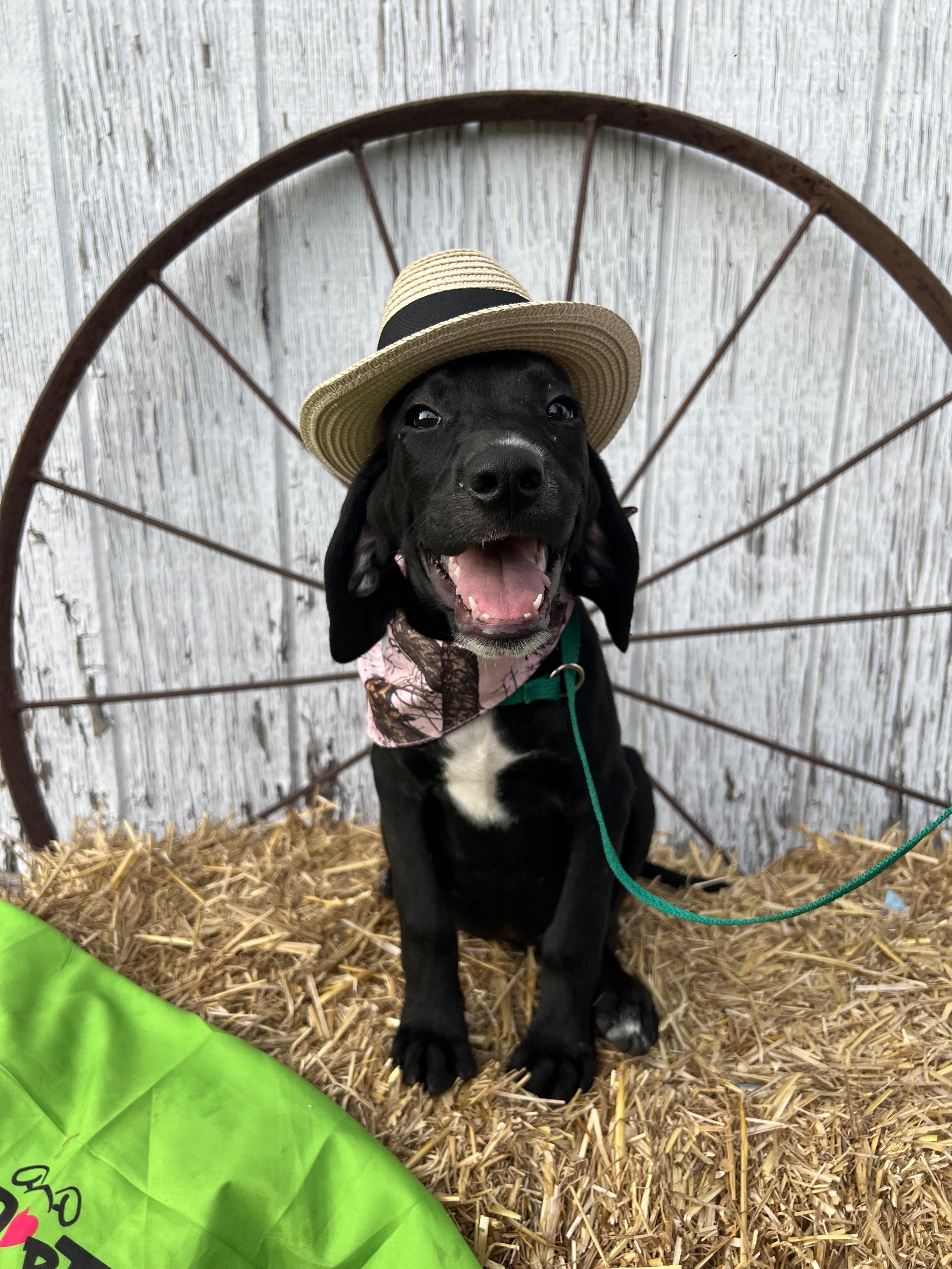 Caleb, Baby Male Labrador Retriever