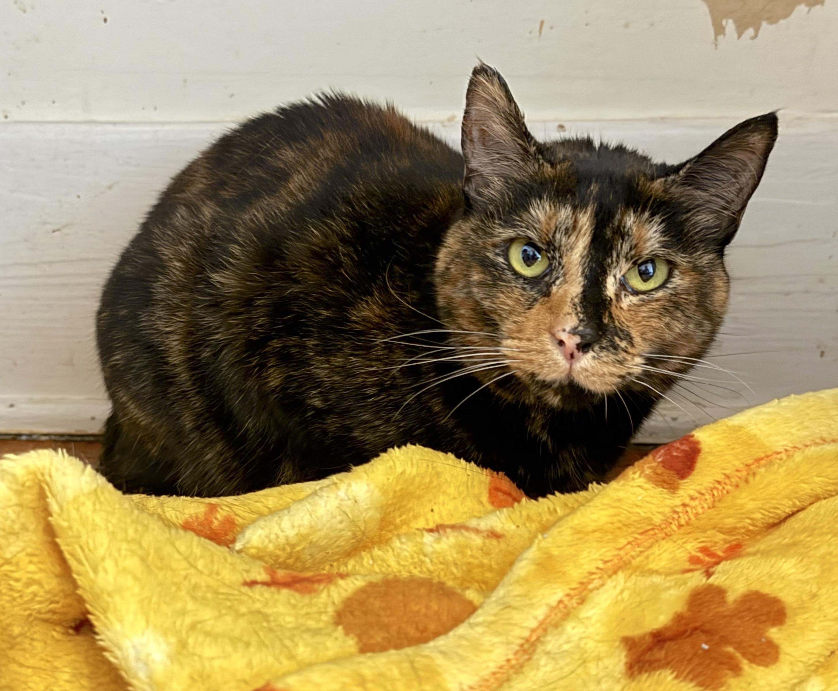 Enlarge Ellie and Hazel (sisters), a Adoptable Domestic Short Hair in Savannah, GA image 2/2