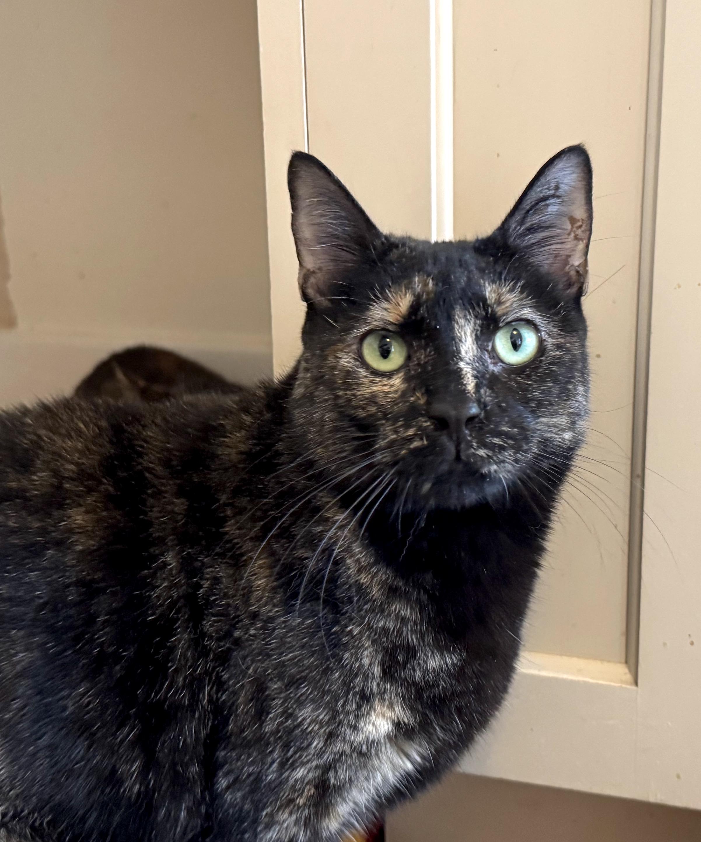 Ellie and Hazel (sisters), Adoptable, Adult Female Domestic Short Hair.