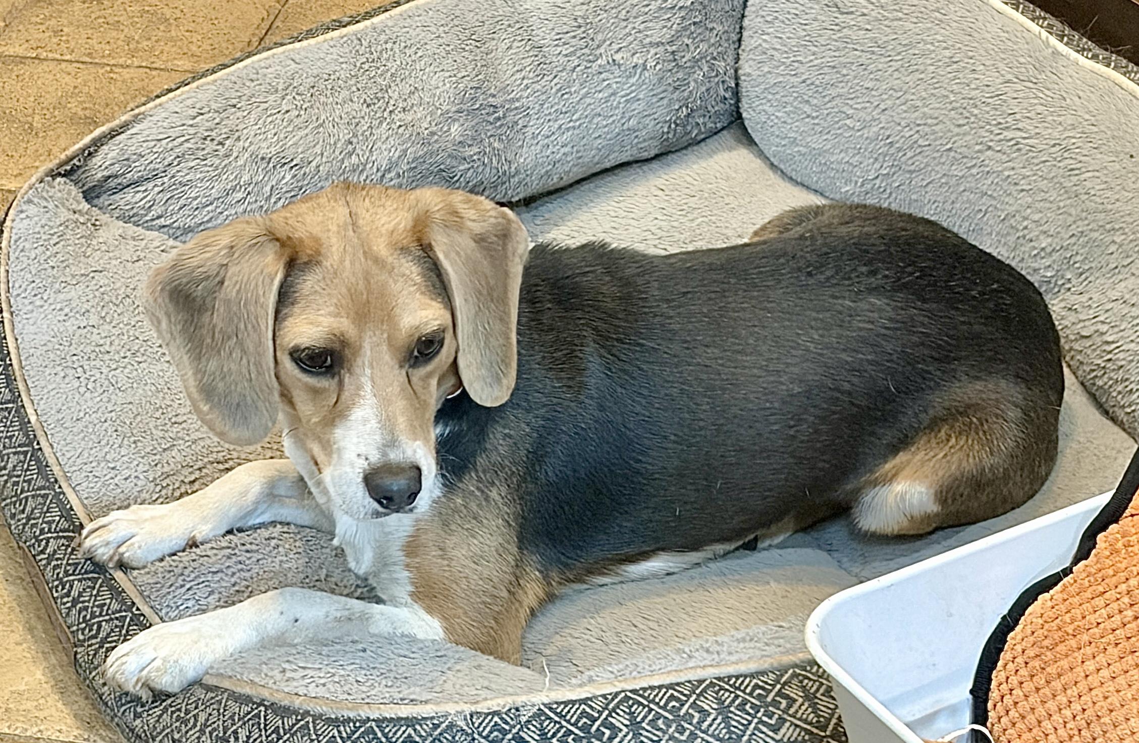 Enlarge Meet Ms. Molly - CWV, an adopted Beagle in Albert Lea, MN image 3/3