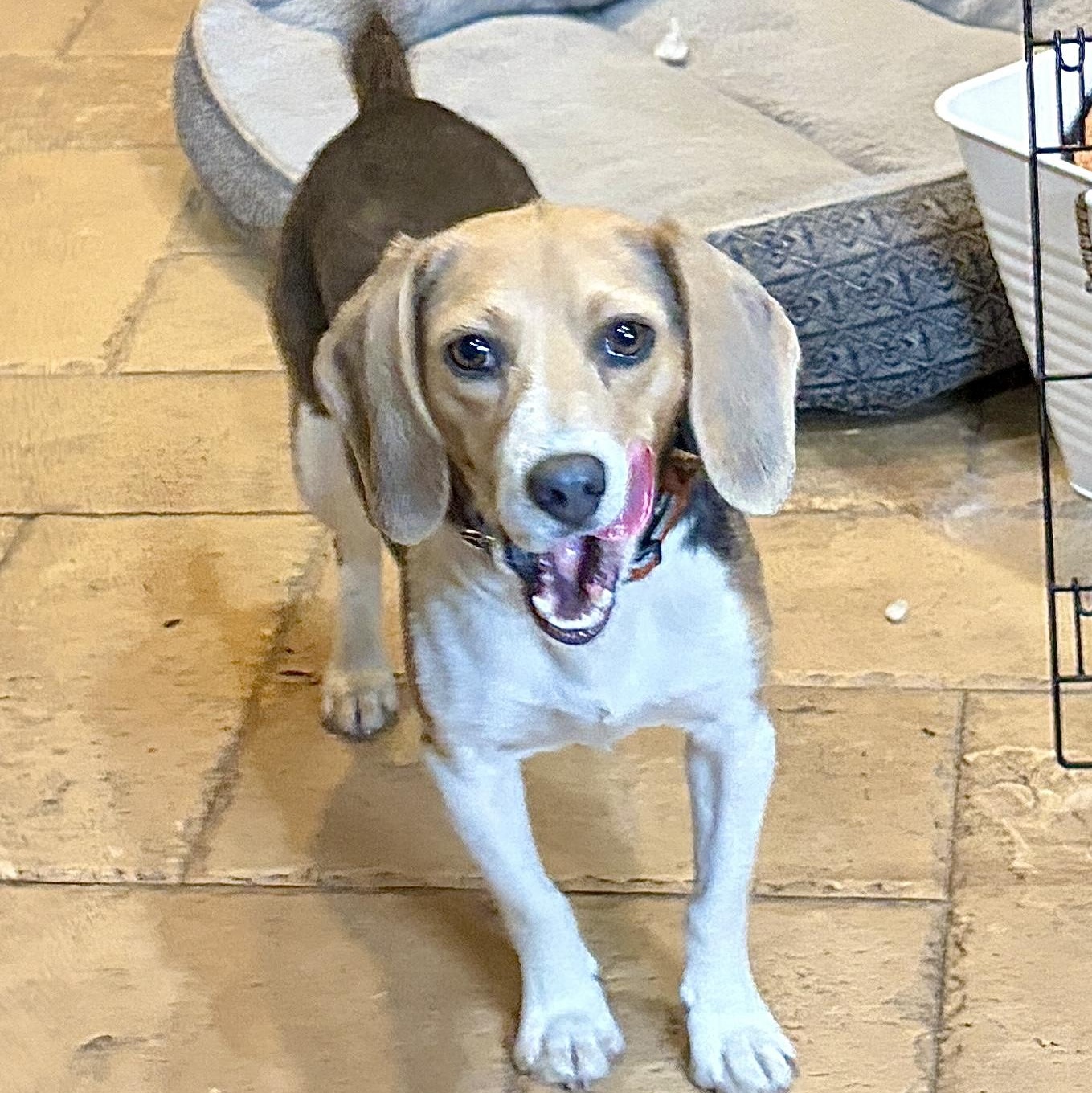 Enlarge Meet Ms. Molly - CWV, an adopted Beagle in Albert Lea, MN image 1/3
